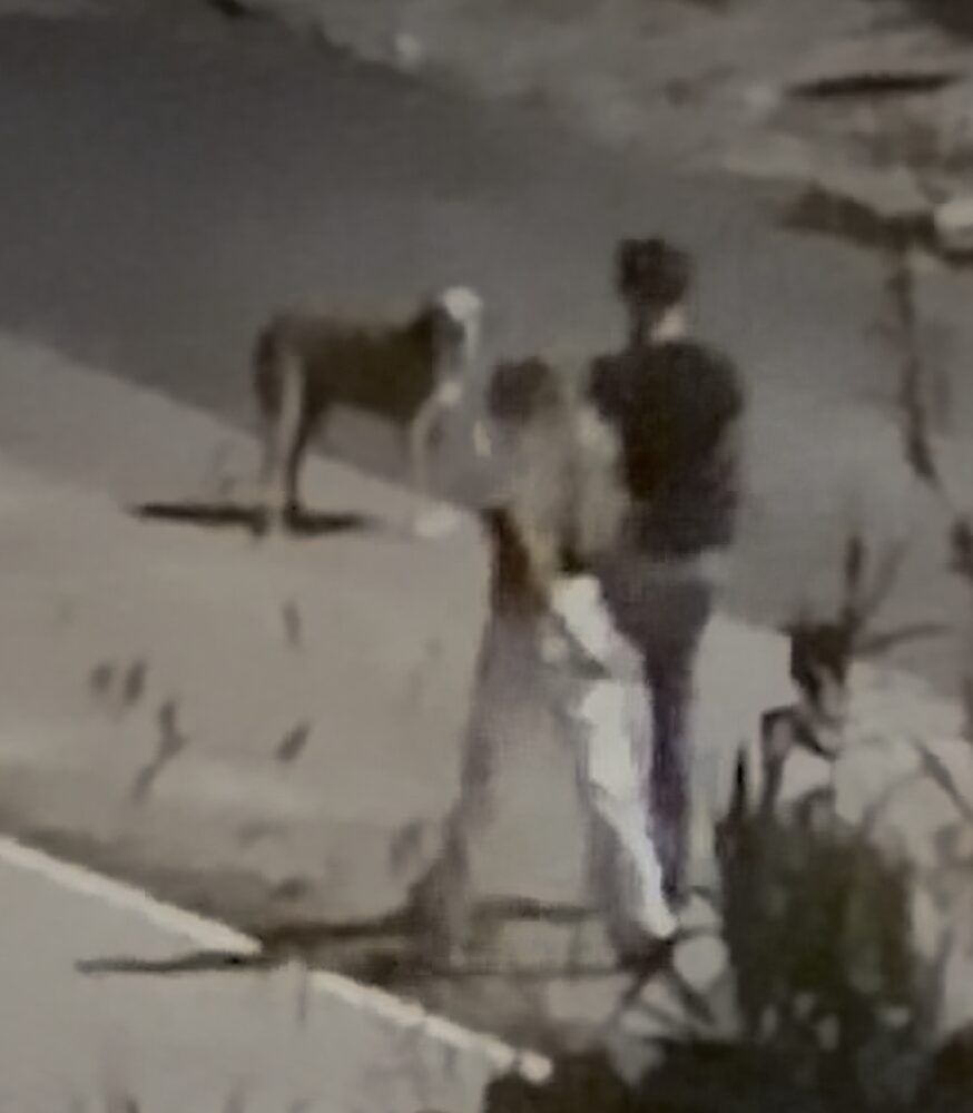 O animal aproxima-se do casal na noite de 3 de agosto.