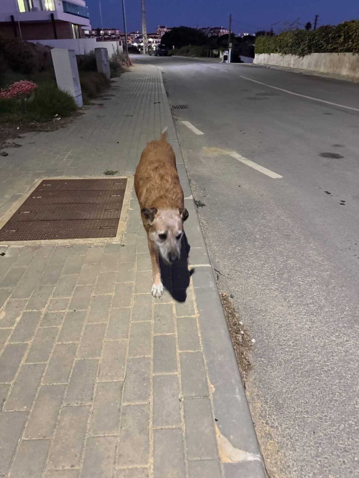 Loose dog from Rua Luís de Camões 13 now roaming the neighbourhood without a leash and attacking people