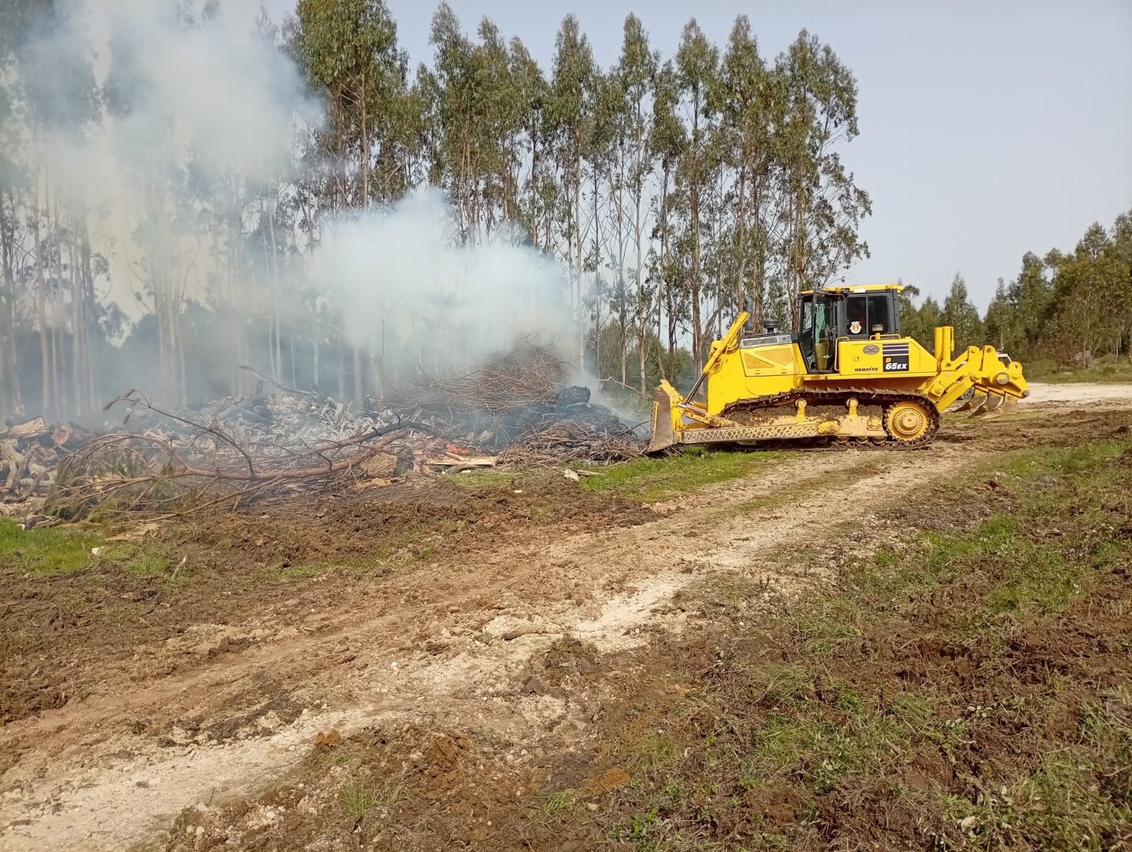 More than 250 hectares of scrubland and forest cleared in coordinated prevention action in the Municipality of Mafra