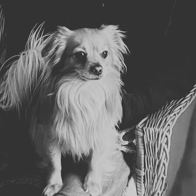 "Justiça por Benfica": convocado protesto para sábado após cão morto na Praia do Matadouro